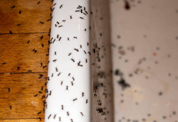 Best Pest Control Near Me  in The Crossings, FL