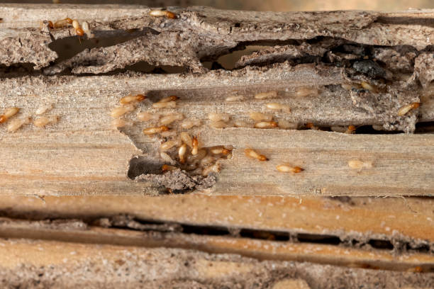 Best Termite Control Services  in The Crossings, FL